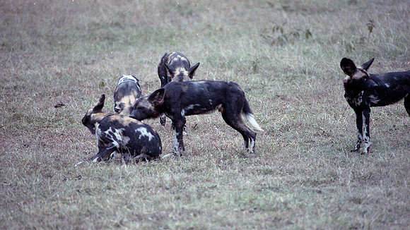 1986 Africa hunting dogs img342