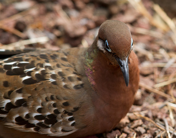 Galápagos Dove (Zenaida galapagoensis)