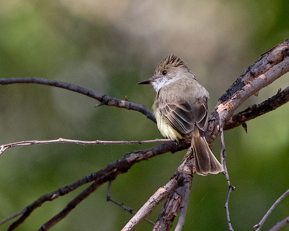 Dusky-capped flycatcher (Myiarchus tuberculifer)