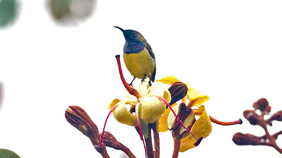 Olive-backed Sunbird (Nectarinia jugularis) male