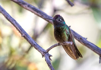 Magnificent hummingbird (Eugenes fulgens)