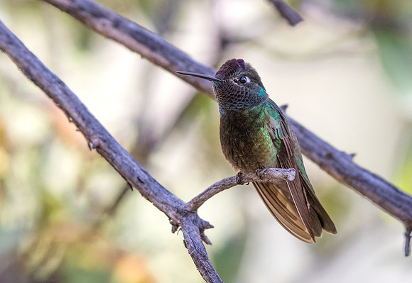 Magnificent hummingbird (Eugenes fulgens)