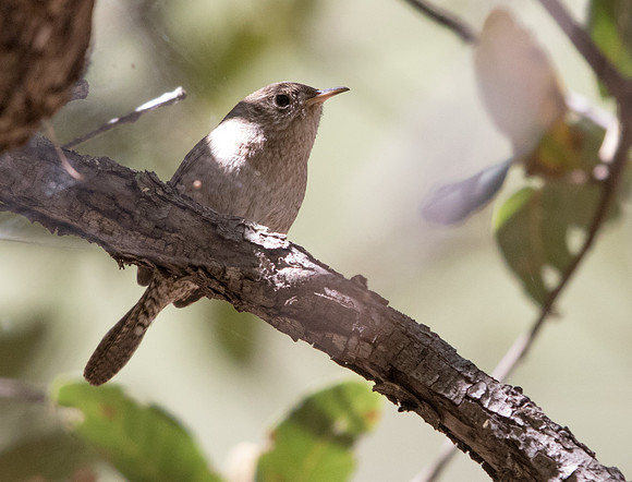 House wren (Troglodytes aedon)
