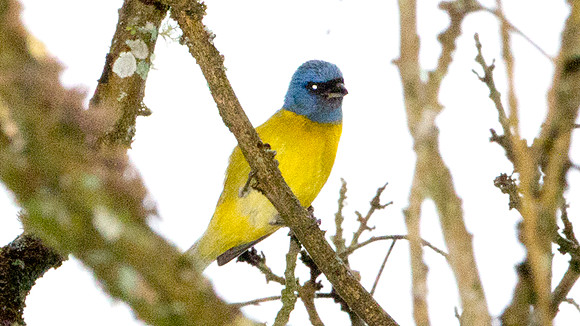 Blue-and-yellow Tanager (Thraupis bonariensis)