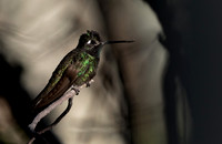 Magnificent hummingbird (Eugenes fulgens)