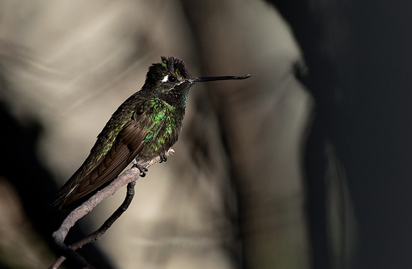 Magnificent hummingbird (Eugenes fulgens)