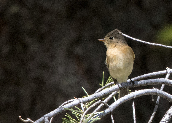 Buff-breasted flycatcher (Empidonax fulvifrons)