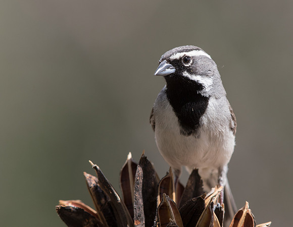 Black-throated sparrow (Amphispiza bilineata) Male