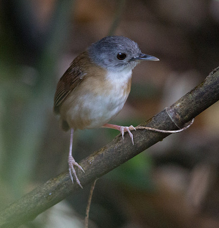 Ashy-headed babbler (Malacocincla cinereiceps)