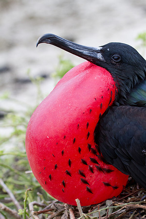 Magnificent Frigatebird (Fregata magnificens)