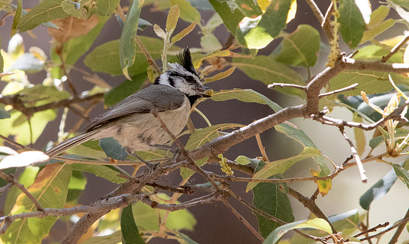 Bridled titmouse (Baeolophus wollweberi)