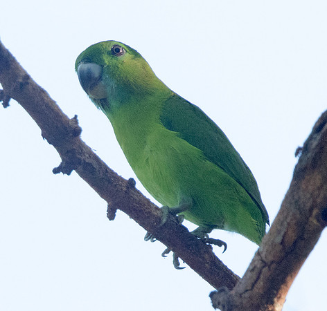 Guaiabero (Bolbopsittacus lunulatus)