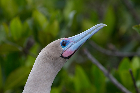 Red-footed Booby (Sula sula)