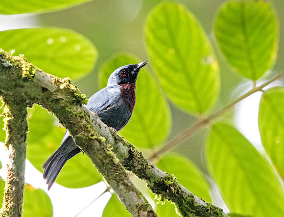 Maroon-breasted philentoma (Philentoma velata) Male