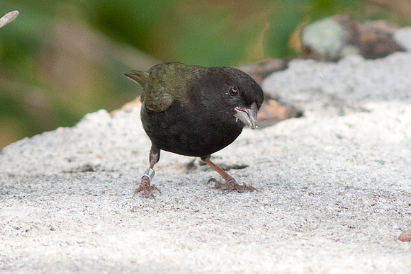 Black-faced Grassquit (Tiaris bicolor)