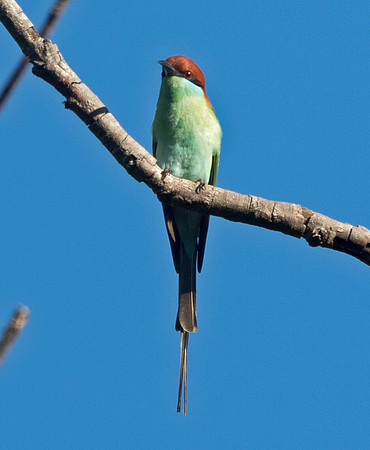 Rufous-crowned Bee-eater (Merops americanus)