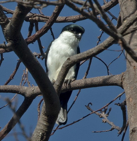 Philippine falconet (Microhierax erythrogenys)
