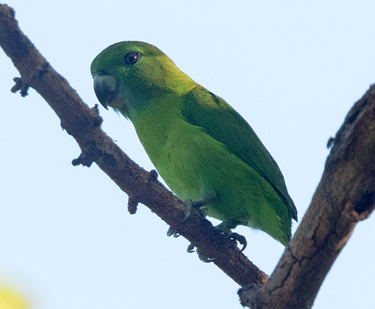Guaiabero (Bolbopsittacus lunulatus)