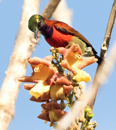 Purple-throated sunbird (Leptocoma sperata) Male