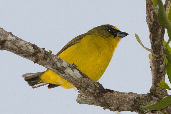 Thick-billed Euphonia (Euphonia laniirostris) male