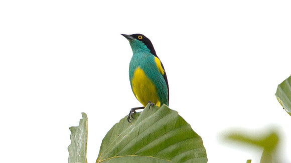Black-faced Dacnis (Dacnis lineata)