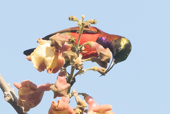 Purple-throated sunbird (Leptocoma sperata) Male