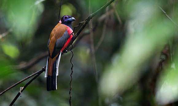 Diard's trogon (Harpactes diardii) Male