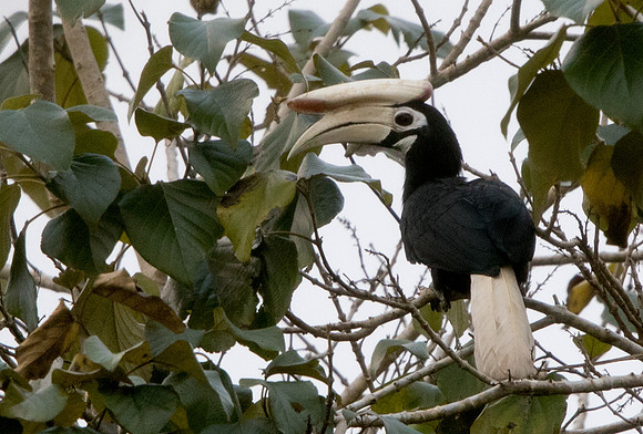 Palawan hornbill (Anthracoceros marchei)