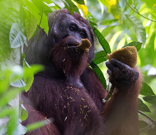 Bornean orangutan (Pongo pygmaeus) Male