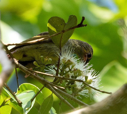 Yellow-eared spiderhunter (Arachnothera chrysogenys)