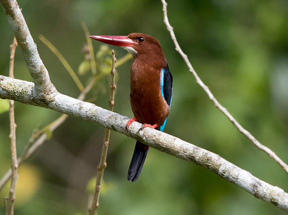 White-throated kingfisher (Halcyon smyrnensis)