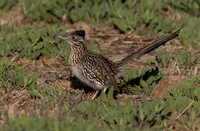 Greater roadrunner (Geococcyx californianus)