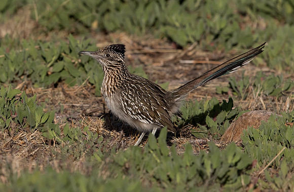 Greater roadrunner (Geococcyx californianus)