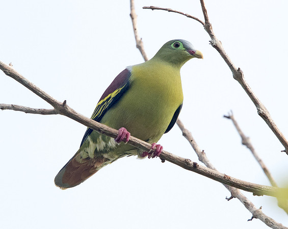 Thick-billed green pigeon (Treron curvirostra)