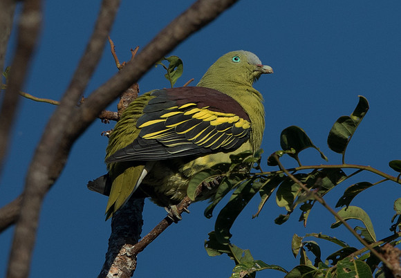 Philippine green pigeon (Treron axillaris) Male