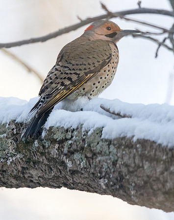 Northern flicker (Colaptes auratus) Male