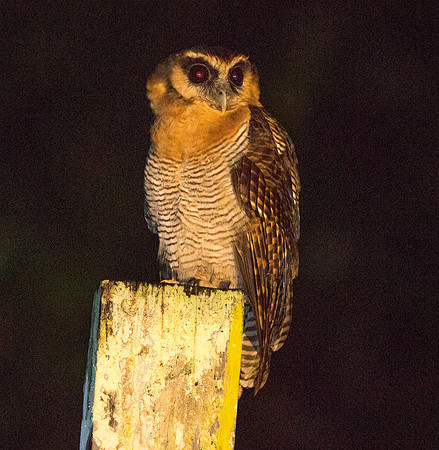 Brown wood owl (Strix leptogrammica)