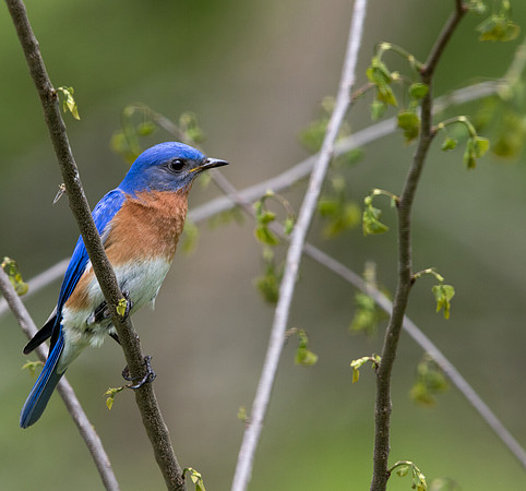 Eastern bluebird (Sialia sialis) Male