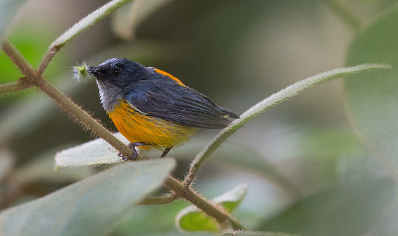 Orange-bellied flowerpecker (Dicaeum trigonostigma) Male