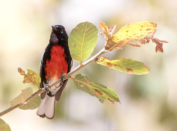 Painted whitestart (Myioborus pictus) Male