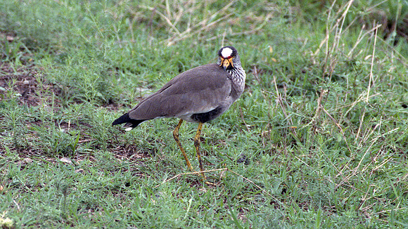 African Wattled Lapwing (Vanellus senegallus)