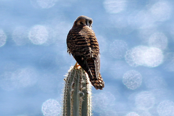 American Kestrel (Falco sparverius)