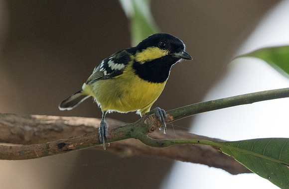 Elegant tit (Periparus elegans)