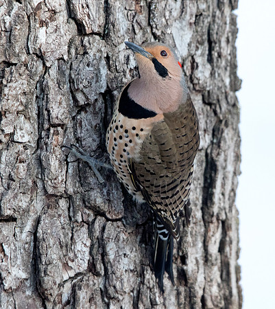 Northern flicker (Colaptes auratus) Male