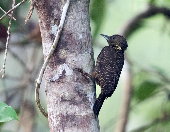 Buff-necked woodpecker (Meiglyptes tukki)