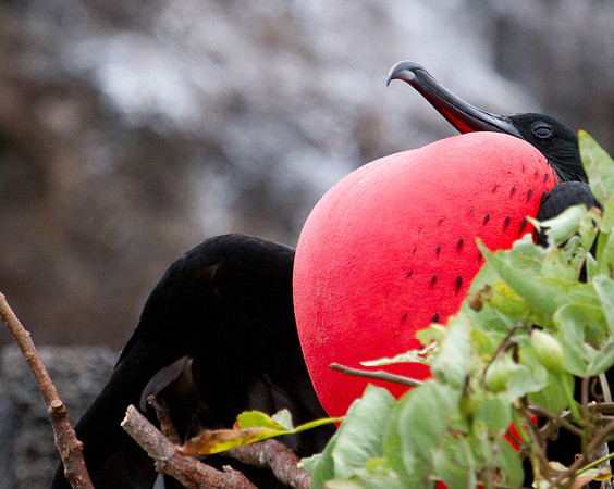 Magnificent Frigatebird (Fregata magnificens)
