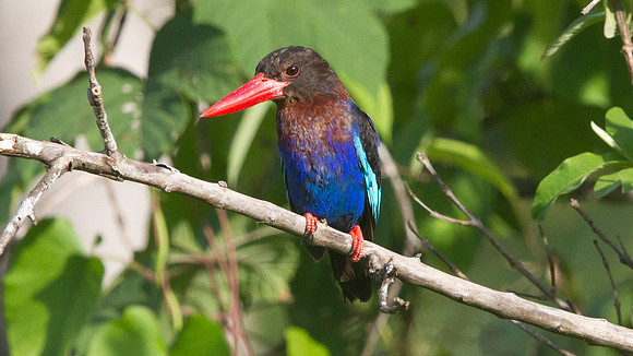 Javan kingfisher (Halcyon cyanoventris)