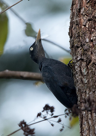 Northern sooty woodpecker (Mulleripicus funebris)