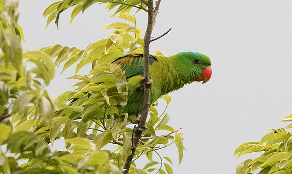 Blue-naped parrot (Tanygnathus lucionensis)