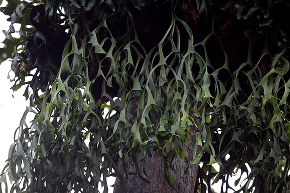 Staghorn Fern (Platycerium)